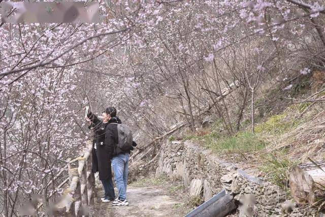 破萬！清涼寨櫻花旅遊季啟幕