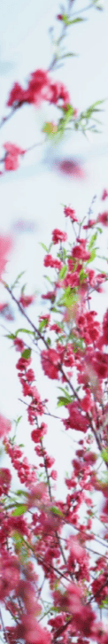 收藏！泉州春日賞花去哪裡？花期+地址全攻略