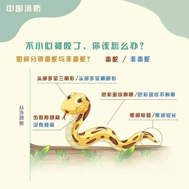 女童被眼鏡王蛇咬傷，“假死”3天后奇蹟生還！